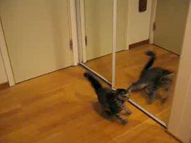 Tuesday's Funny Video: Cat Looks in Mirror, Doesn't Like What He Sees