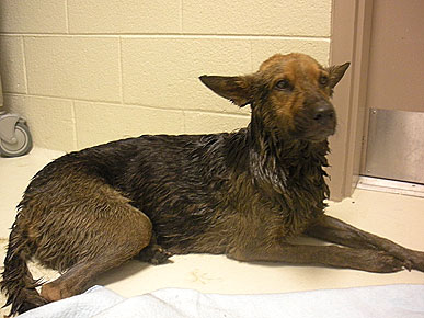 Homeless Man Rescues Dog Dumped in 6-Foot Oil Pit