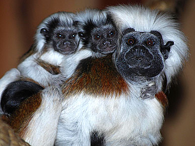 The Water Bowl: Drunk Parrots Falling from Sky? Plus, Facebook Search for Lost Monkeys