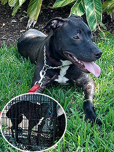 Dog Left Out with Trash Recuperates with Physical Therapy