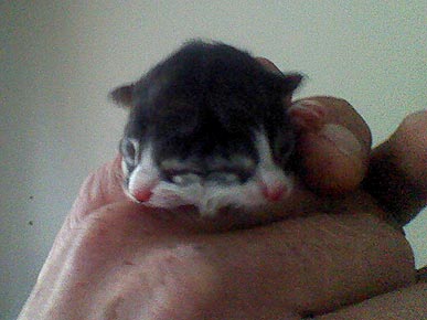 Kitten Born with Two Faces Dies