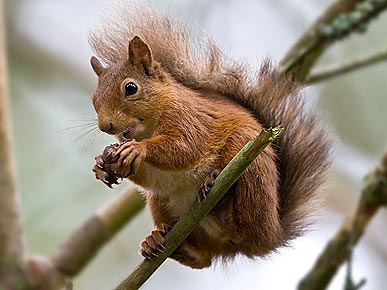 The Water Bowl: Arizona's Squirrels Won't Get $1.25 Mil Bridge; Plus, New Yorkers Love Rats?