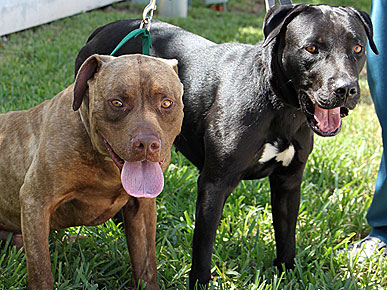 Dog Saves Canine Pal from Busy Intersection