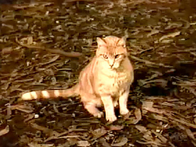 Thursday's Funny Video: Cat Lassie Isn't Like Dog Lassie
