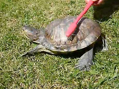 Tuesday's Funny Video: Rump-Shaking Tortoise Goes Bump!