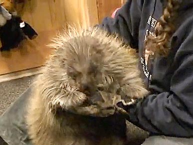 Snickers the Porcupine Plays Like a Puppy