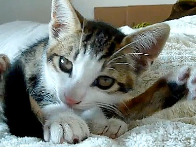Monday's Funny Video: Yoga Kitty's Impossible Stretch