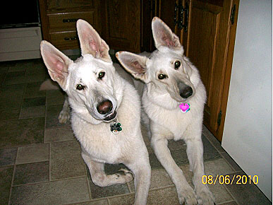 Caption Contest: Dogs Want to Know What You're Looking At