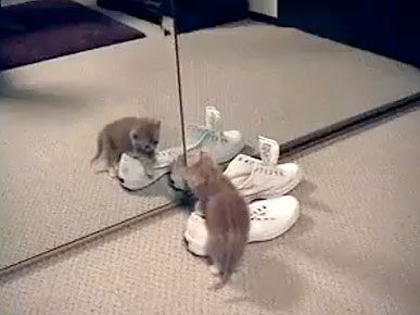 Monday's Funny Video: Amazing Beer-Fetching Dog