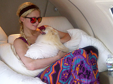The Water Bowl: Paris Hilton's Dog Went to Vegas! Plus, Missing Cat Finds Owner Through Twitter