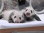 VIDEO: Baby Pandas Make Japanese Debut