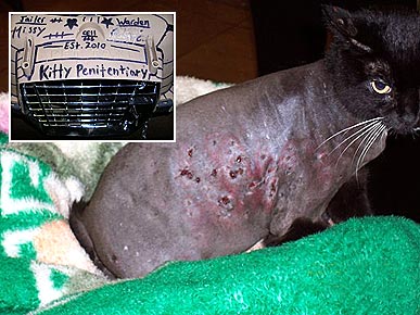 Cat Shot 30 Times is Doing Well and Waiting to Be Adopted