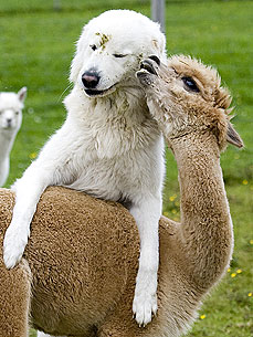 Love Knows No Bounds for an Alpaca and a Dog