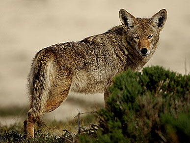 The Water Bowl: Why Are Coyotes So Mysterious? Plus, Dog Saves Boy from Snake
