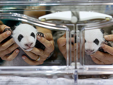 Rare Twin Pandas Make Debut at Madrid Zoo