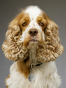 The Water Bowl: Is Your Dog a Pessimist? Plus, Fish Had Sex First!