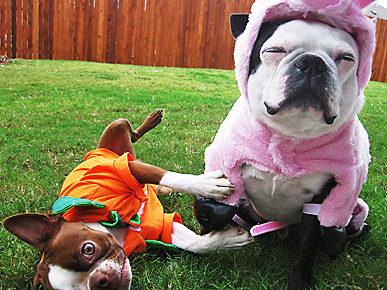 What Will Your Pet Be Wearing for Halloween?