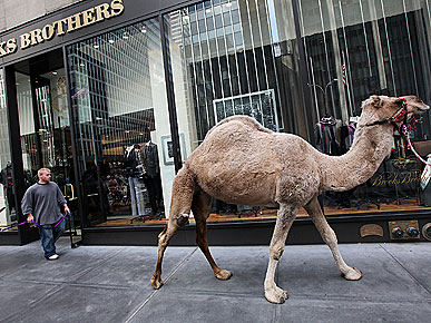 Spotted: Radio City Camels Go Window Shopping