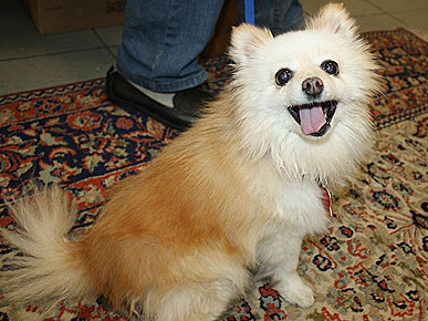 Adopt Me! Honey is One Super-Sweet Dog