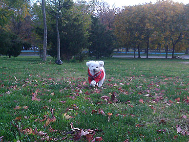 About Ethel: A Year in My Life with a Senior Pet