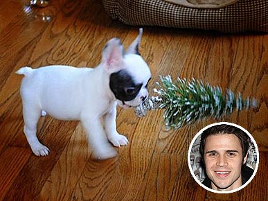 Kris Allen Gets a New Puppy!