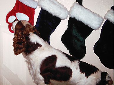 Animal D'Oh! Hoover Sniffs Out His Stocking Stuffers
