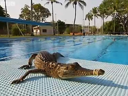 Crocodile Swims in Public Pool in Australia