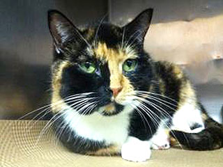 Lost Cat Travels 1,800 Miles from Colorado to New York