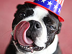 Flag-Waving Furballs! Fourth of July Pets