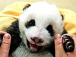15 Drop-Dead Cute Pandas