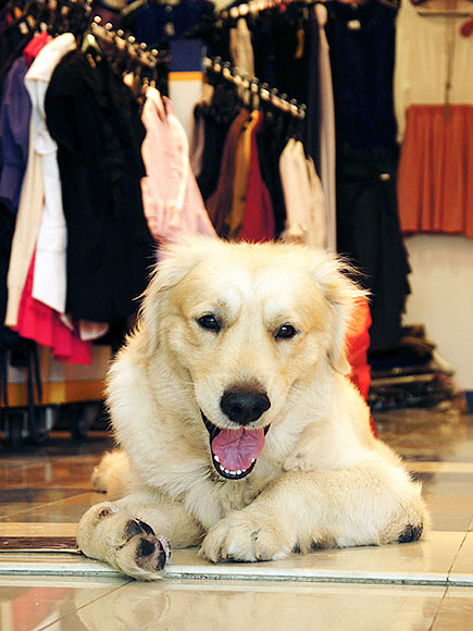 Pets Shop 'Til They Drop!