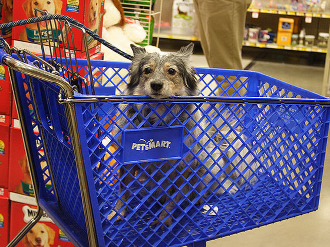 Pets Shop 'Til They Drop!