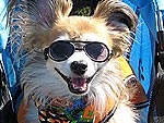 Shady Behavior! Pets in Sunglasses
