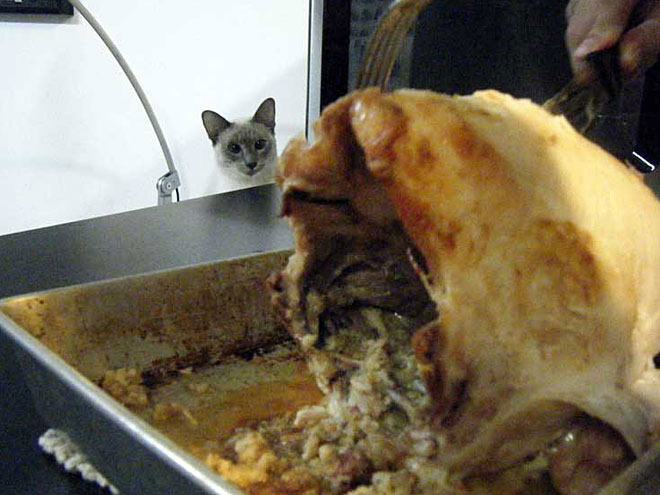 Pet vs. Turkey: 22 Hungry Stare-Downs
