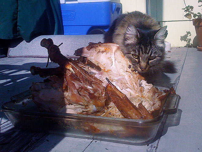 Pet vs. Turkey: 22 Hungry Stare-Downs