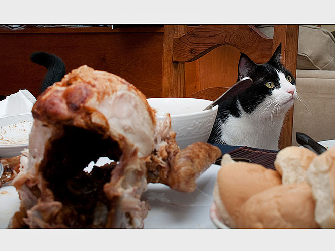 Pet vs. Turkey: 22 Hungry Stare-Downs