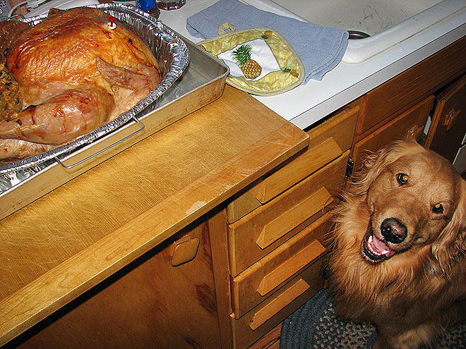 Pet vs. Turkey: 22 Hungry Stare-Downs