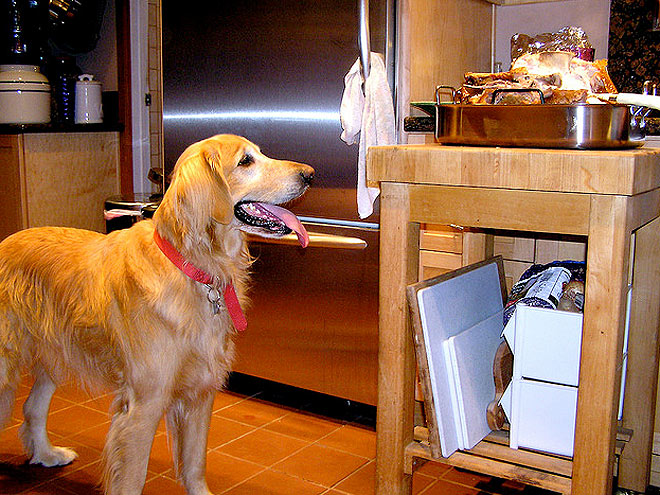 Pet vs. Turkey: 22 Hungry Stare-Downs