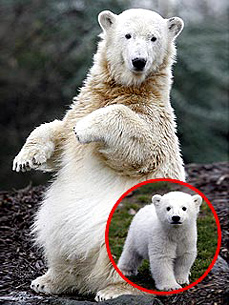 Sad News: Knut, the World Famous Polar Bear, Is Dead