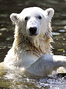 Did Knut Suffer From Epilepsy?
