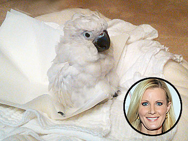 EXCLUSIVE: Meet Sandra Lee's New Pet Cockatoo