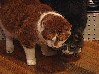 Here Come the Grooms! Cats Bruno and Solomon Get Married