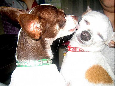 Caption Contest: Why Are Ginger's Kisses So Unpleasant?