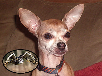 4-Lb. Chihuahua Survives Great Horned Owl Attack