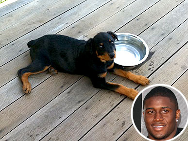 Reggie Bush Brings Home a Rottweiler Puppy!