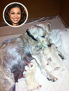 Special Delivery! Jordin Sparks's Dog Has 4 Puppies