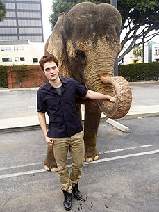 The Water Bowl: How Robert Pattinson Seduced an Elephant! Plus, Dog Keeps Missing Boy Alive