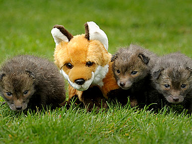 Aww! Orphaned Fox Cubs Get a New (Toy) Mom