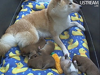 Procrastination Alert! The Puppy Cam Is Back!