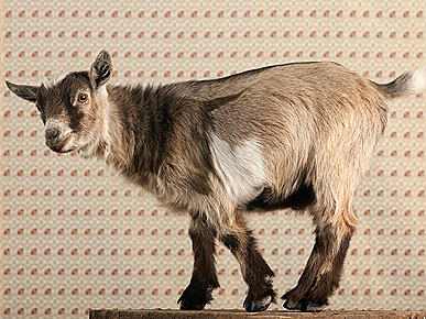 The Water Bowl: Goat Walks into Music Store! Plus, Richard Branson's Lemur Island